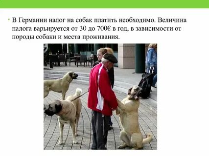 Платить за животных