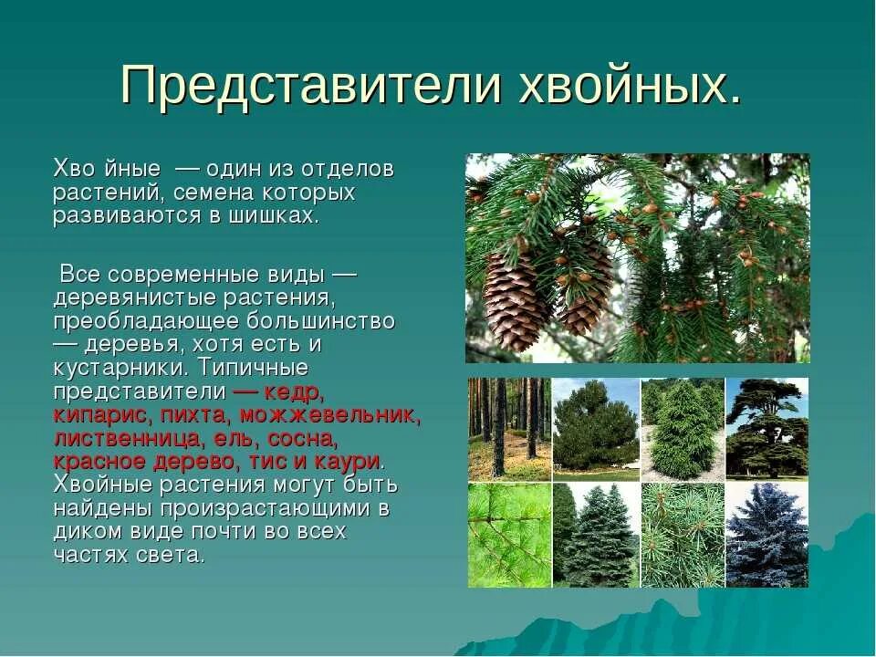 В какой природной зоне преобладают хвойные деревья. Сосна кедр пихта. Сосна ель лиственница можжевельник иголки. Представители хвойных голосеменных. Ель пихта лиственница.