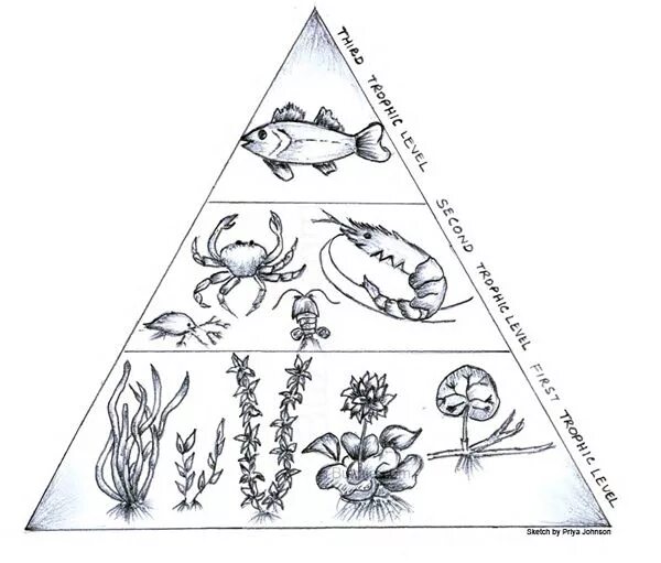 Экологическая пирамида рисунок. Экологическая пирамида пресного водоема. Экологическая пирамида биомассы аквариума. Цепи питания биогеоценоза пруда. Трофические уровни пресноводного аквариума.
