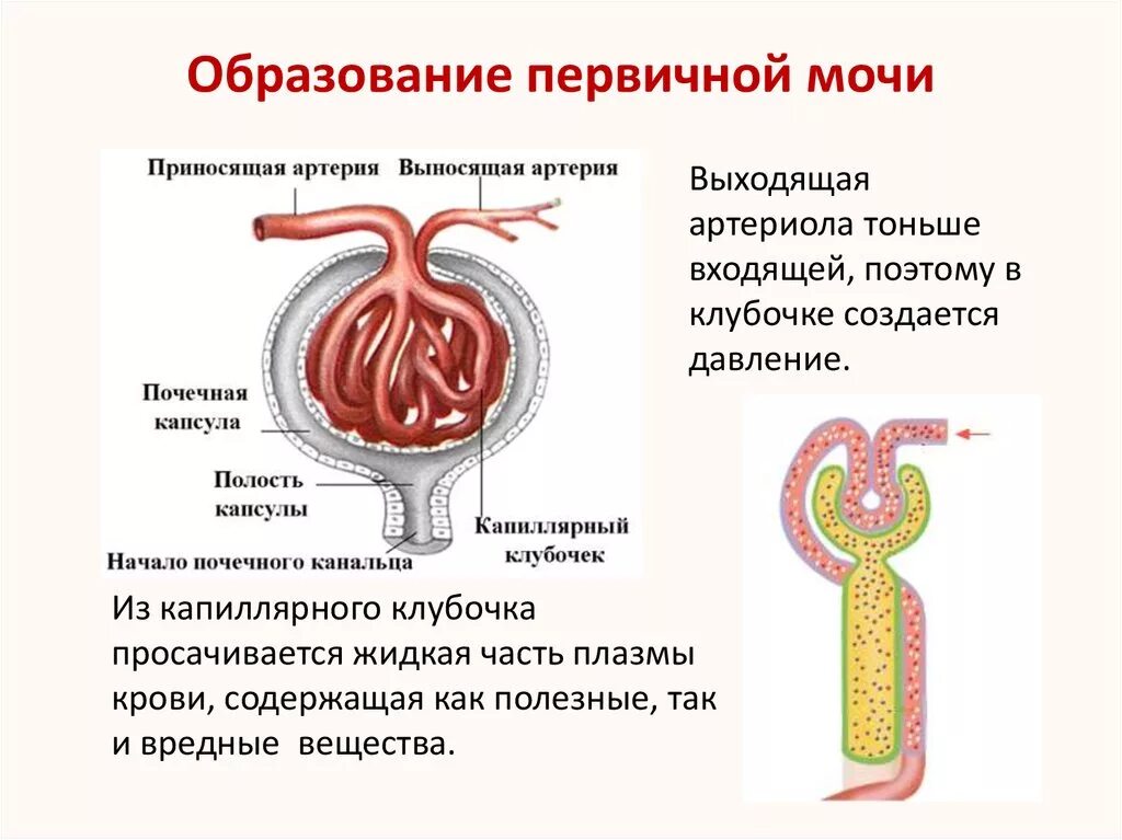 Какие структуры участвуют в образовании мочи. Схема образования первичной мочи и вторичной мочи. Процесс образования первичной мочи идет в капсуле нефрона.. Процесс образования мочи схема. Образование первичной мочи (место, процесс, состав).