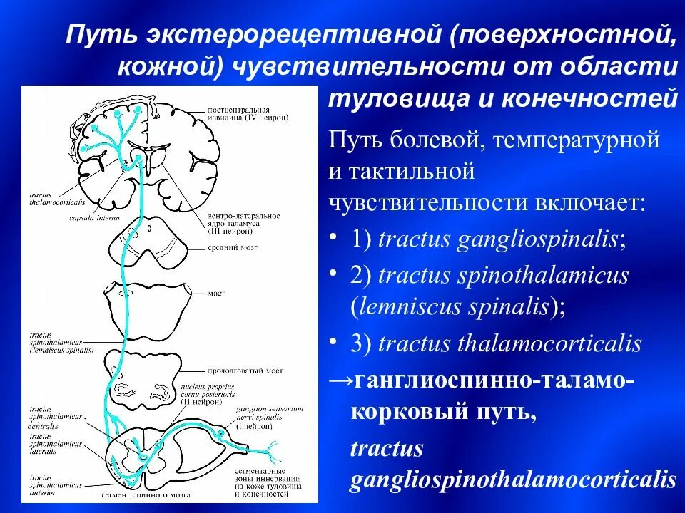 Спинно таламический путь. Проводящий путь тактильной болевой и температурной чувствительности. Спиноталамический путь схема. Анализатор болевой и температурной чувствительности. Латеральный спиноталамический тракт.