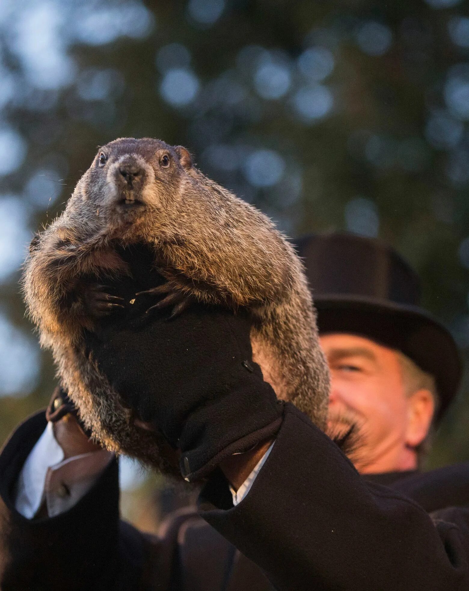 Военные бобры. Punxsutawney Phil. Сурок. День сурка. Сурок морда.