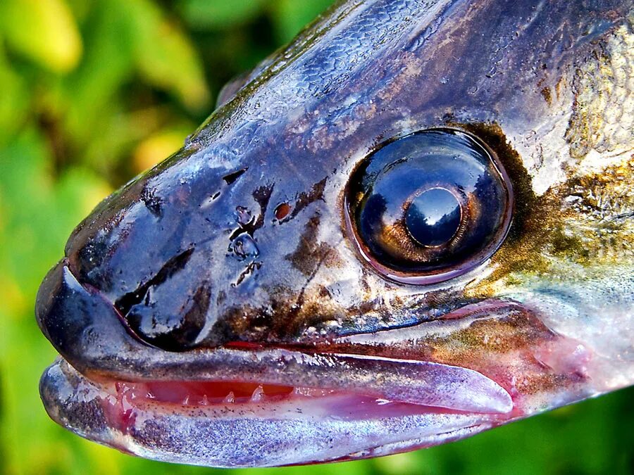 Какие глаза у рыб. Глаза судака. Глаз рыбы. Судак рыба глаза. Щучий глаз.