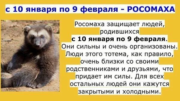 росомаха вес и рост. росомаха в зоопарке. росомаха. восточно сибирская росомаха. как пишется слово росомаха.