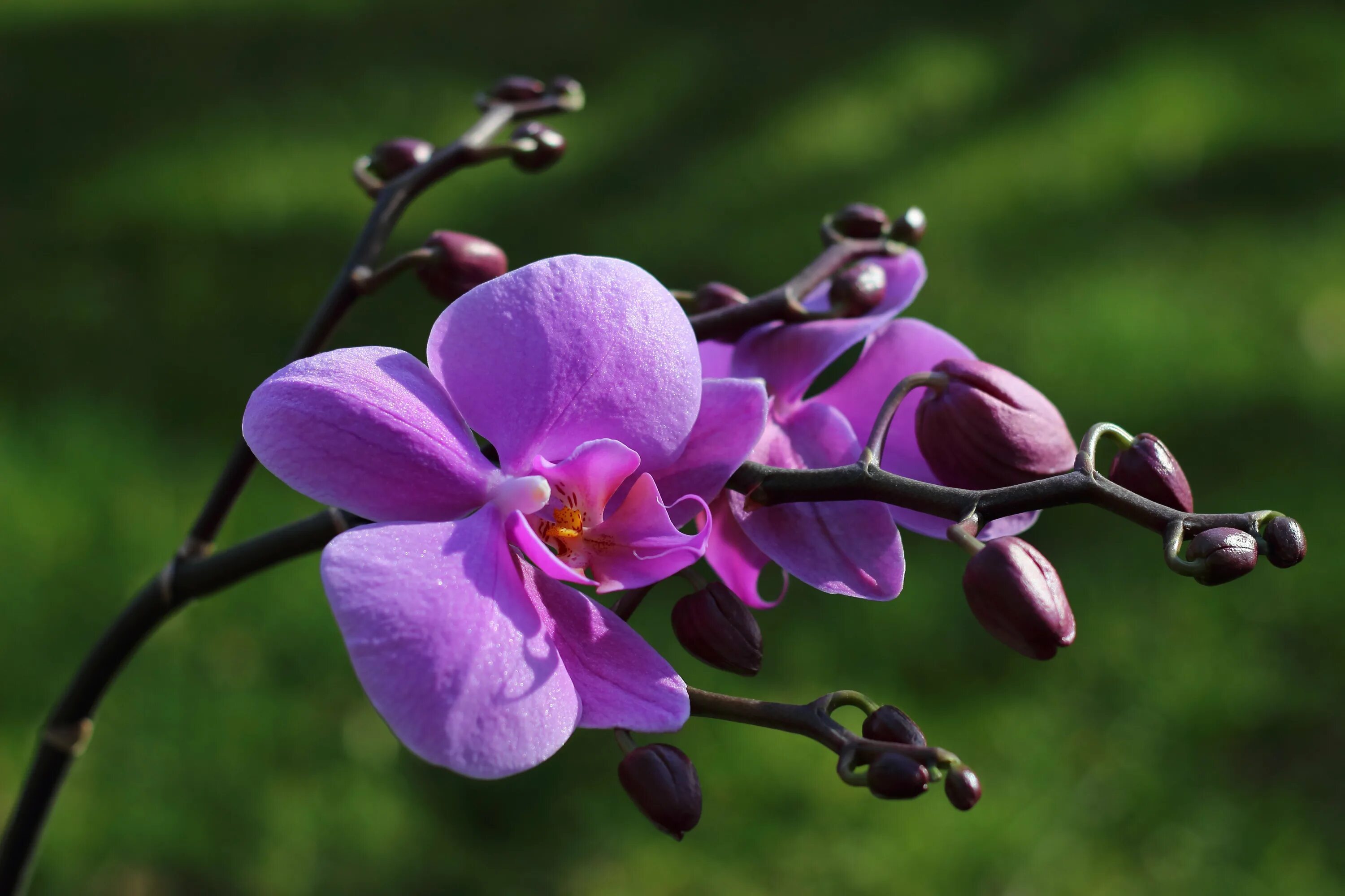 Фаленопсис джакаранда. Орхидея фаленопсис в дикой природе. Орхидея фаленопсис фиолетовая. Фаленопсис Пурпл Рейн. Flower mm2