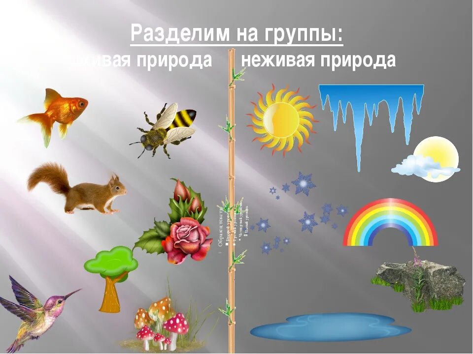 Про живое неживое