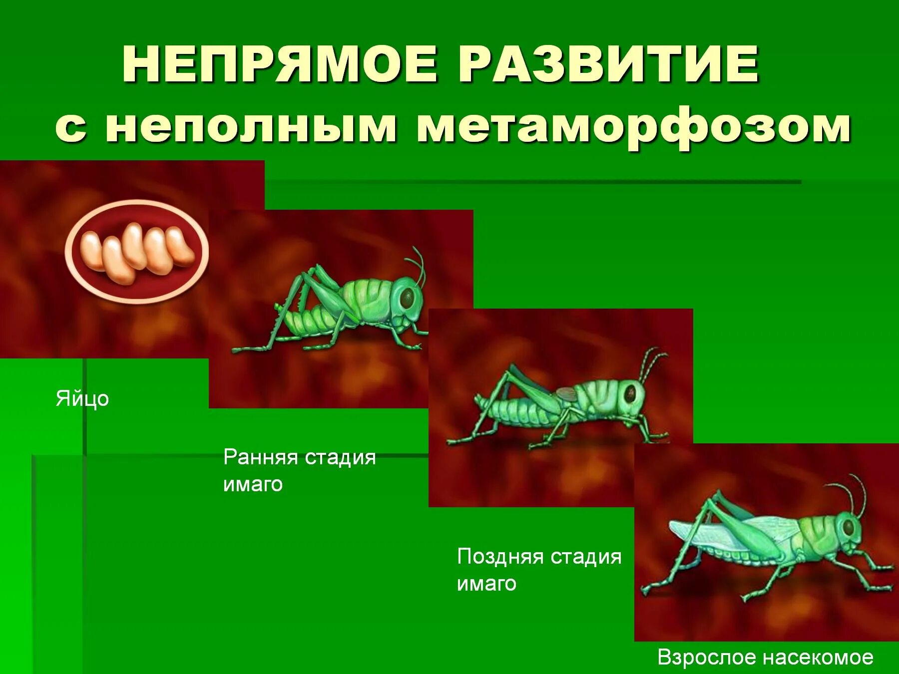 Стадии непрямого развития. Стадии развития животных с неполным метаморфозом. Неполное превращение это прямое или Непрямое развитие. Непрямое развитие с неполным Метаморф. Развитие с метафориоом.