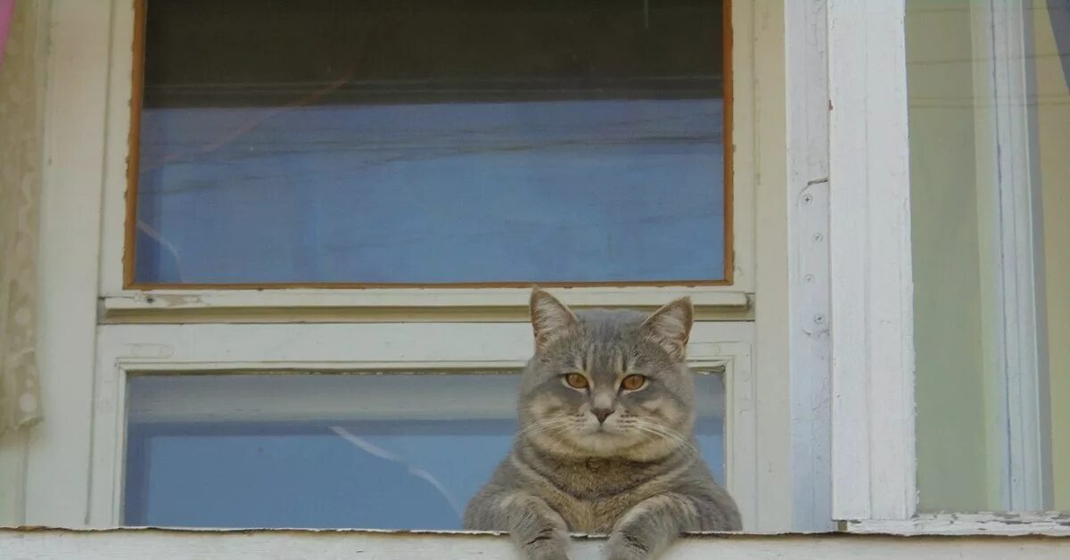 Я выглянул из окна и увидел. Кот на балконе. Кот выглядывает из окна. Кошачий балкон. Кот выглядывает с балкона.