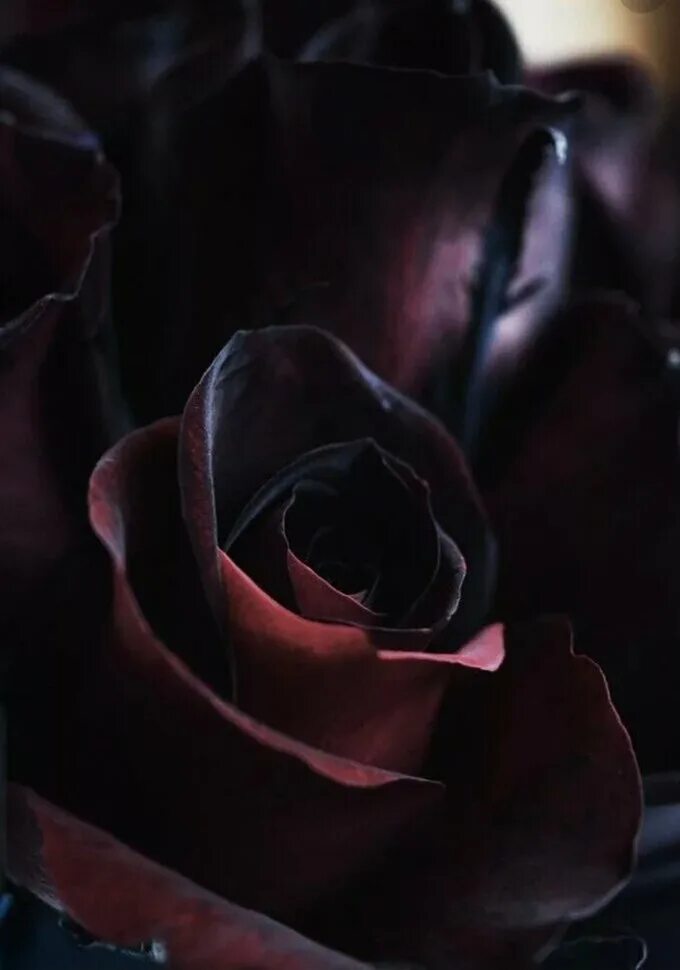 цветы в темных тонах. темный свет. роза бордовая. коричневый цвет рал 8017. темно цвет.