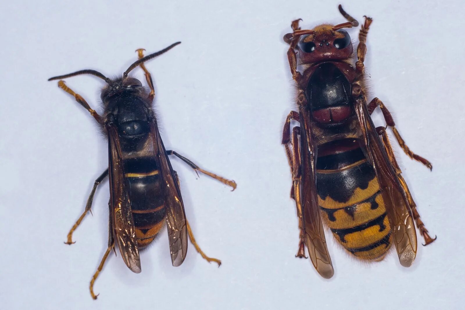 Сколько живут осы. Шершень Vespa crabro. Vespa mandarinia Шершень. Азиатский Шершень Vespa mandarinia -. Шершень Vespa velutina.