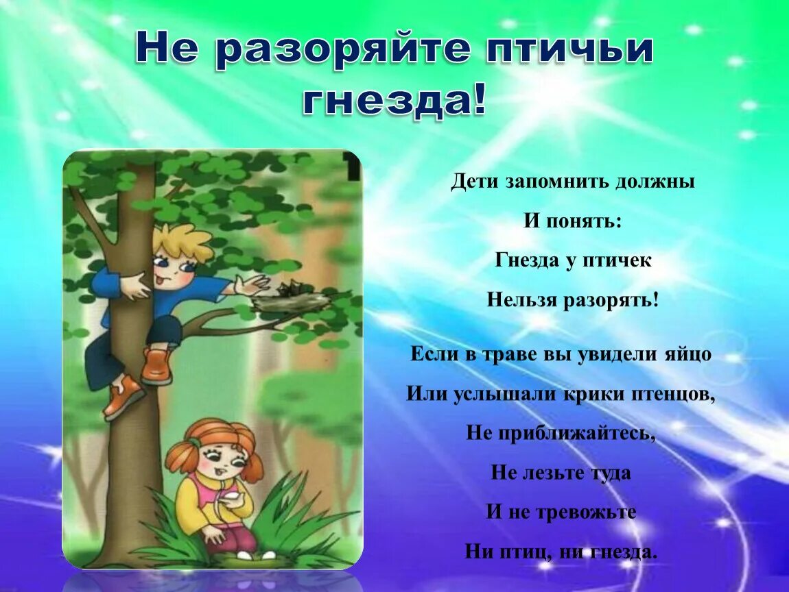 Нельзя относиться к жизни. Правила поведения в лесу. Правила поведения в Дему. Поведение в лесу для детей. Правила поведения в лесу не разоряй гнезда.