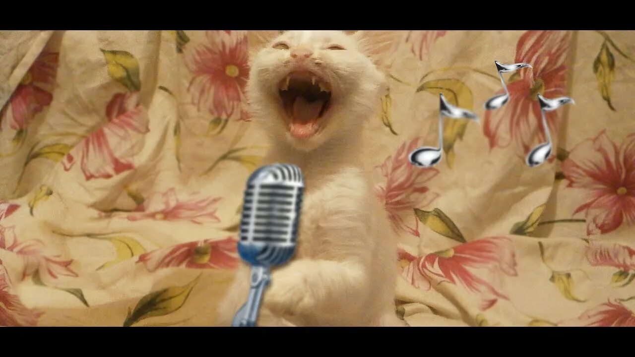 Кот поет. Кот поет в микрофон. Коты поют Мем.