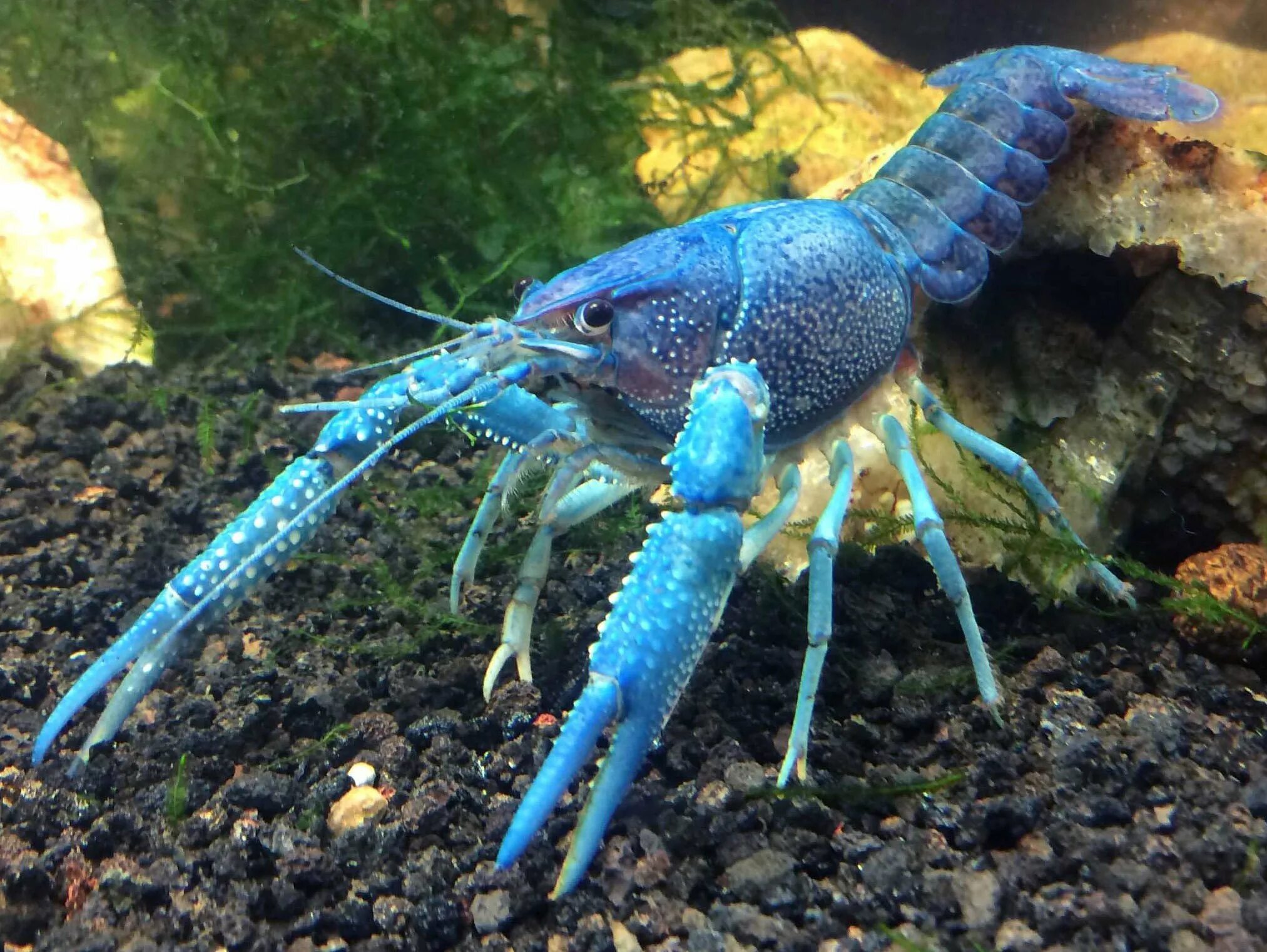 Флоридский лангуст. Procambarus alleni синий Флоридский рак.. Королевский голубой Омар. Флоридский Омар.