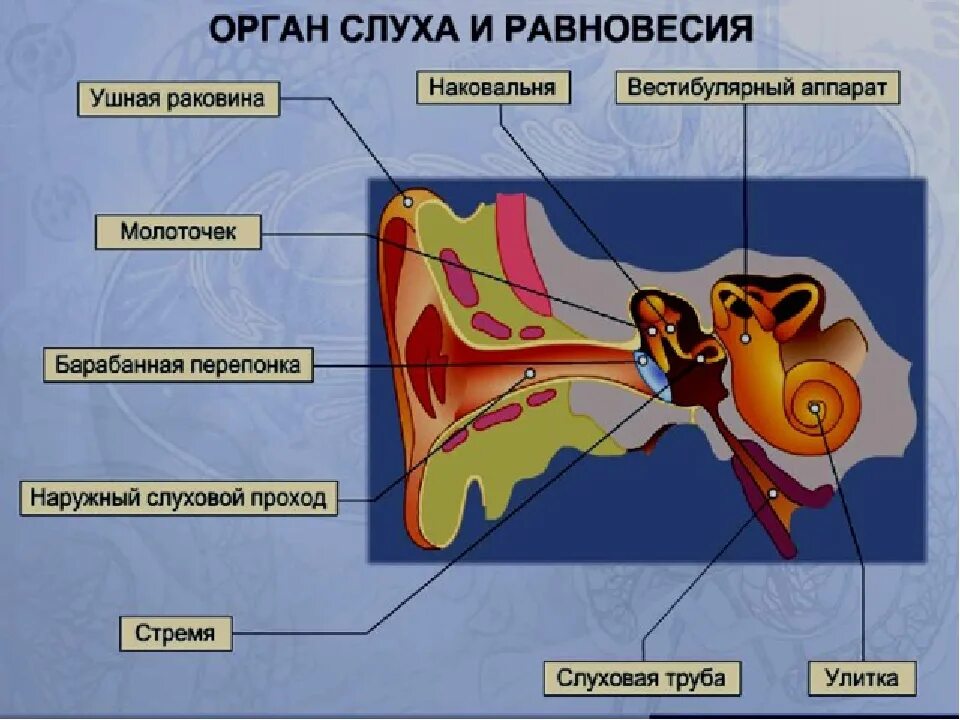 Анализатор слуха и равновесия. Строение анализатора органа равновесия. Слуховой Рецептор внутреннее ухо улитка. Слуховой анализатор и вестибулярный аппарат. Рецепторы слухового анализатора находятся.