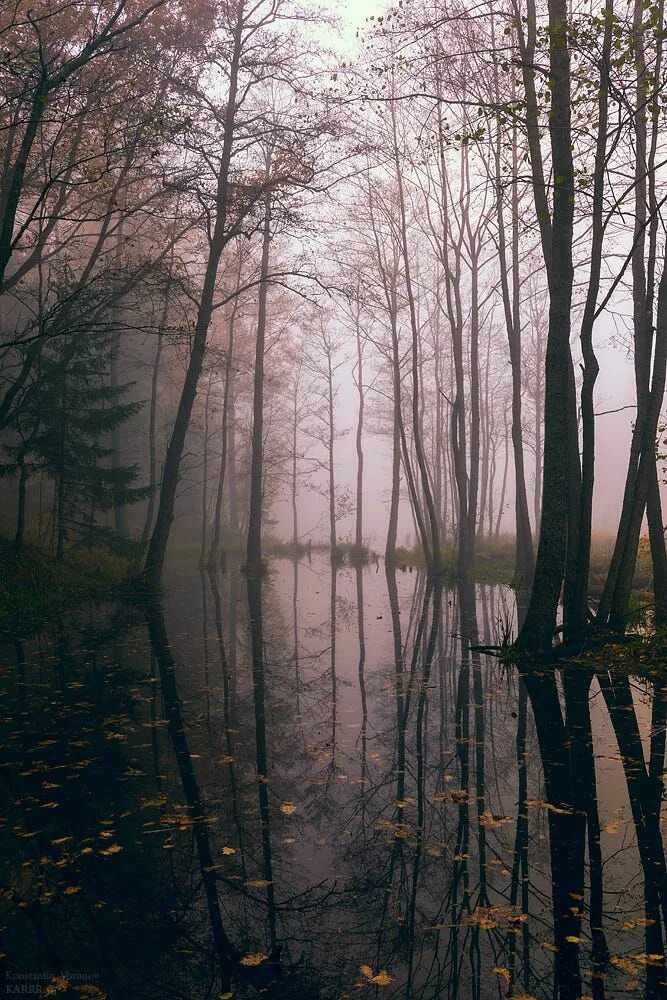 Туманный пейзаж. Темный пейзаж. Депрессивные пейзажи. Пейзаж Эстетика. Вдохновенный лес