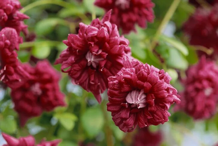 Клематис пурпуреа плена описание сорта. Клематис Пурпуреа. Клематис purpurea Plena elegans. Клематис purpurea Plena elegans (Пурпуреа плена Элеганс). Клематисы Пурпуреа плена.