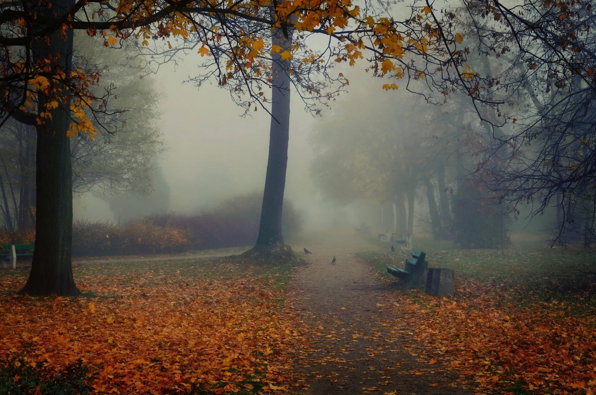 Осень без людей. Осень туман. Осенний туман. Туман осенью. Грустная осень.