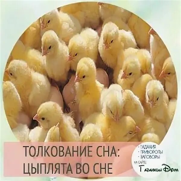 Снятся цыплята во сне к чему женщине. Цыплята во сне. приснилось много цыплят. к чему снятся цыплята. цыплята во сне к чему снятся.