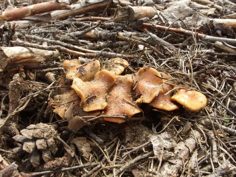 Первые грибы весной название. Pholiota highlandensis. Весенние грибы. Первые грибы весной. Ранний гриб в мае.