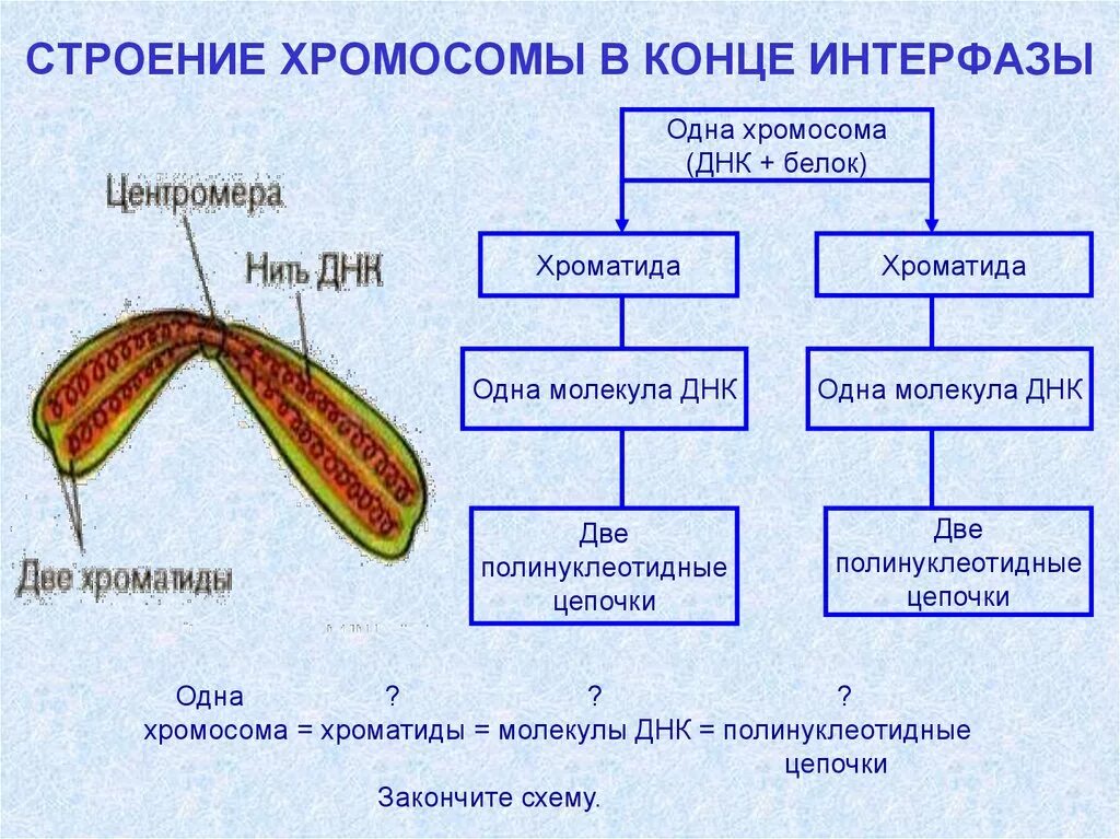 Какой набор в конце интерфазы. Строение хромосомы в конце интерфазы. Хромосома в конце интерфазы. Хромосома строение белок. Общий план строения хромосомы.