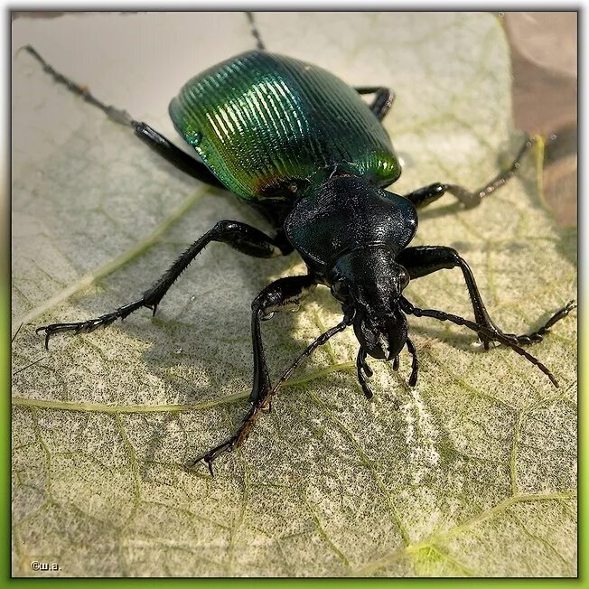 Жук красотел в какой природной. Красотел пахучий. Красотел Максимовича. Calosoma sycophanta. Красотел Максимовича (Calosoma maximowiczi).