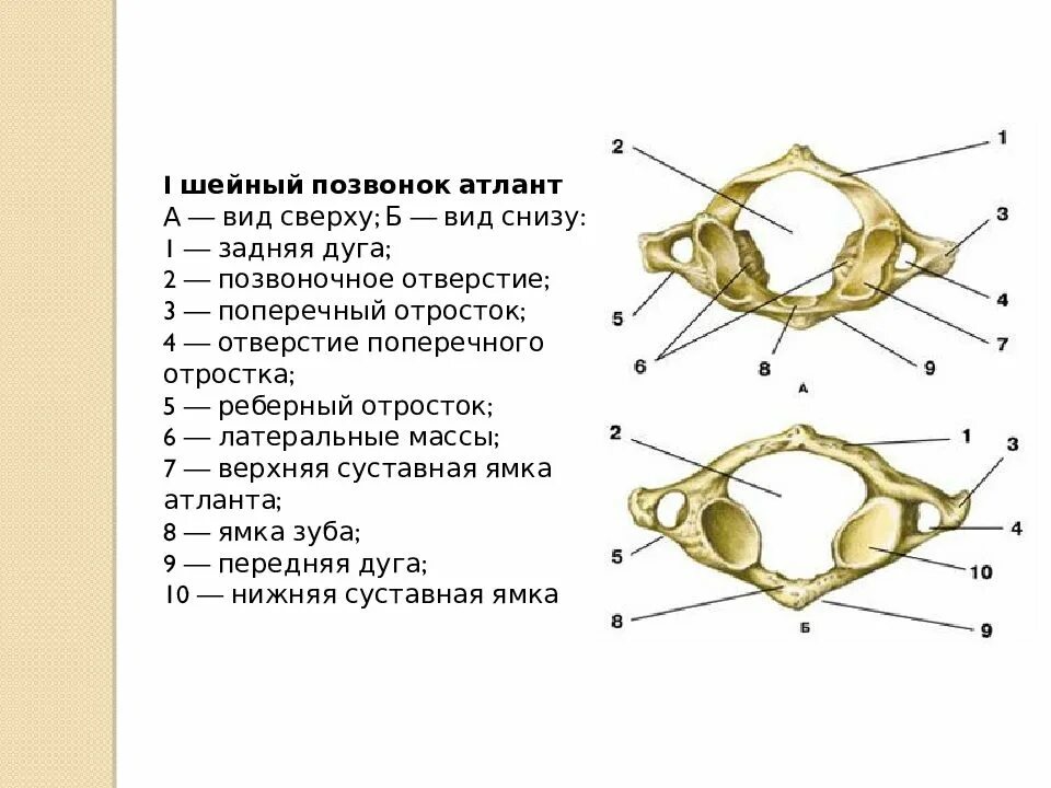 Поперечные отверстия позвонков