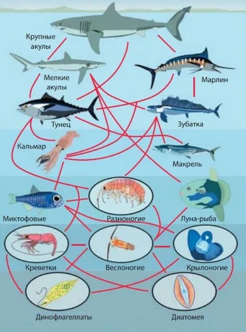 Пищевая сеть схема биология. Пищевая сеть и направление потоков вещества схема. Пищевая цепочка. Морская пищевая цепочка. Трофическая структура водоема