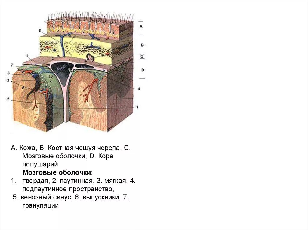 Головной мозг покрыт оболочками. Подпаутинное пространство оболочки головного мозга. Мозговые оболочки головного мозга схема. Паутинная оболочка головного мозга гистология. Паутинная оболочка головного мозга расположение.