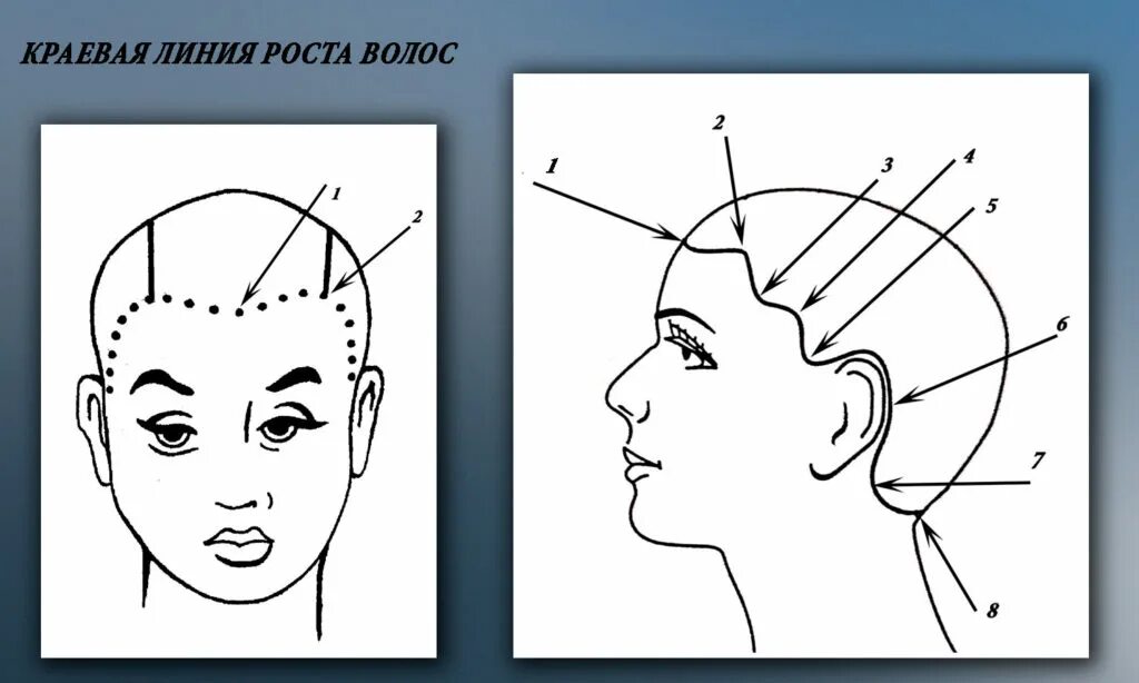 Деление на зоны головы схемы. Точки и зоны головы при стрижке. Точки головы для парикмахера. Деление волос на зоны схема.