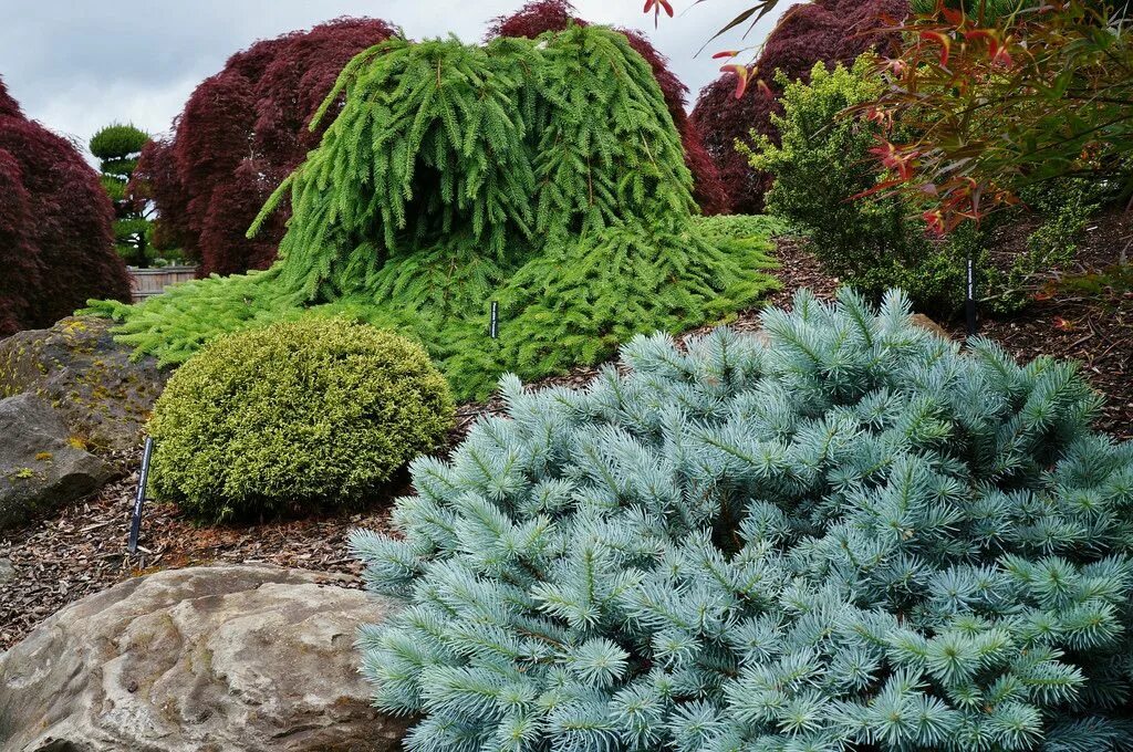 Карликовые хвойные. Picea pungens St. Mary's Broom. Ель колючая St. Mary's Broom. Picea pungens Sonia.