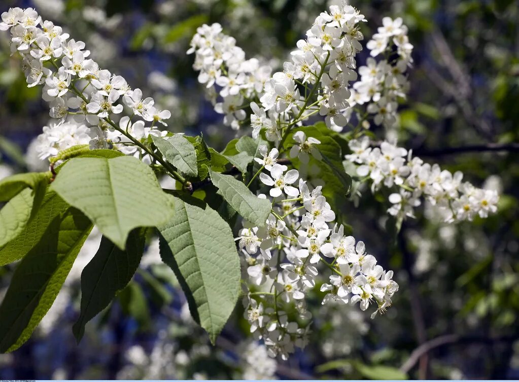 Как выглядит черемуха. Черемуха обыкновенная (prunus padus). черемуха виргинская (padus virginiana). черемуха обыкновенная кистевая. черёмуха маака.