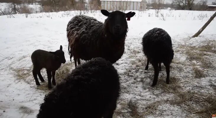 Сено для овец на зиму. Сено для барана на зиму. Сколько сена надо овце зимой. Сколько нужно сена на овечек.