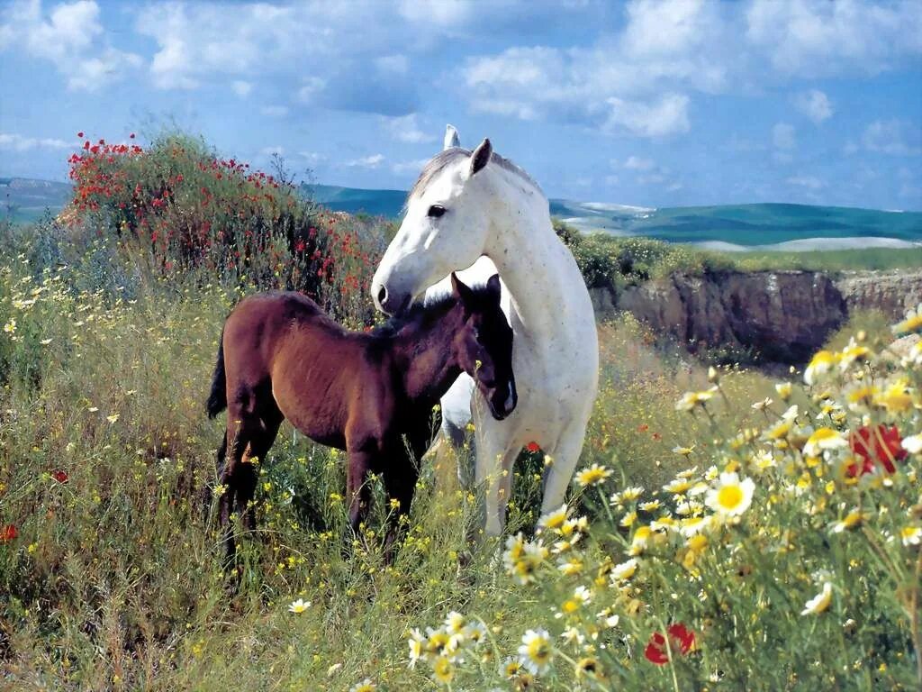 Лошади на лугу. Красивые лошади. Красивые лошади на природе. Лошадь в поле.