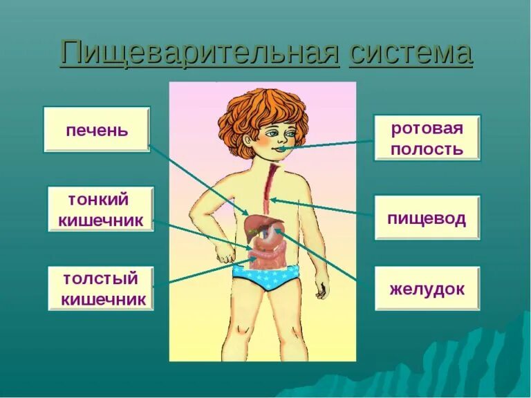 Презентация гигиена пищеварения. Гигиена пищеварительной системы. Пищеварительная система человека окружающий мир нарисовать 3 класс. Системы человека 4 класс окружающий мир. Рисунок гигиена пищеварительной системы человека 3 класс.