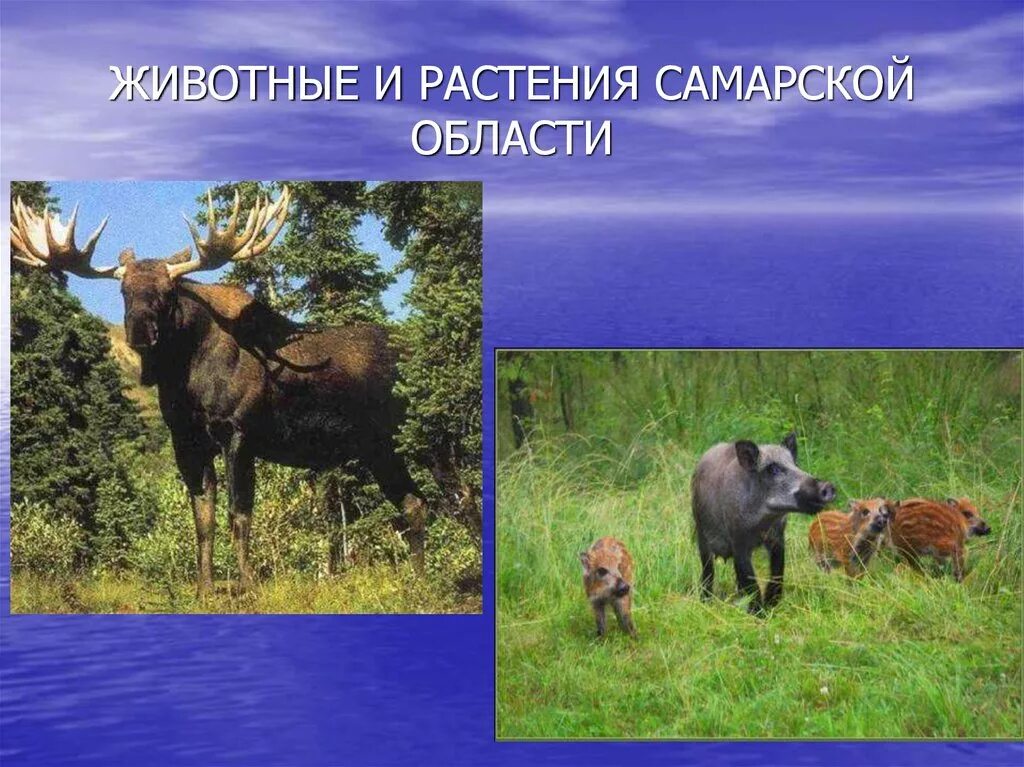 Растения и животные моего края. Животный мир самарского края. редкие животные самарского края. растения и животные самарского края.