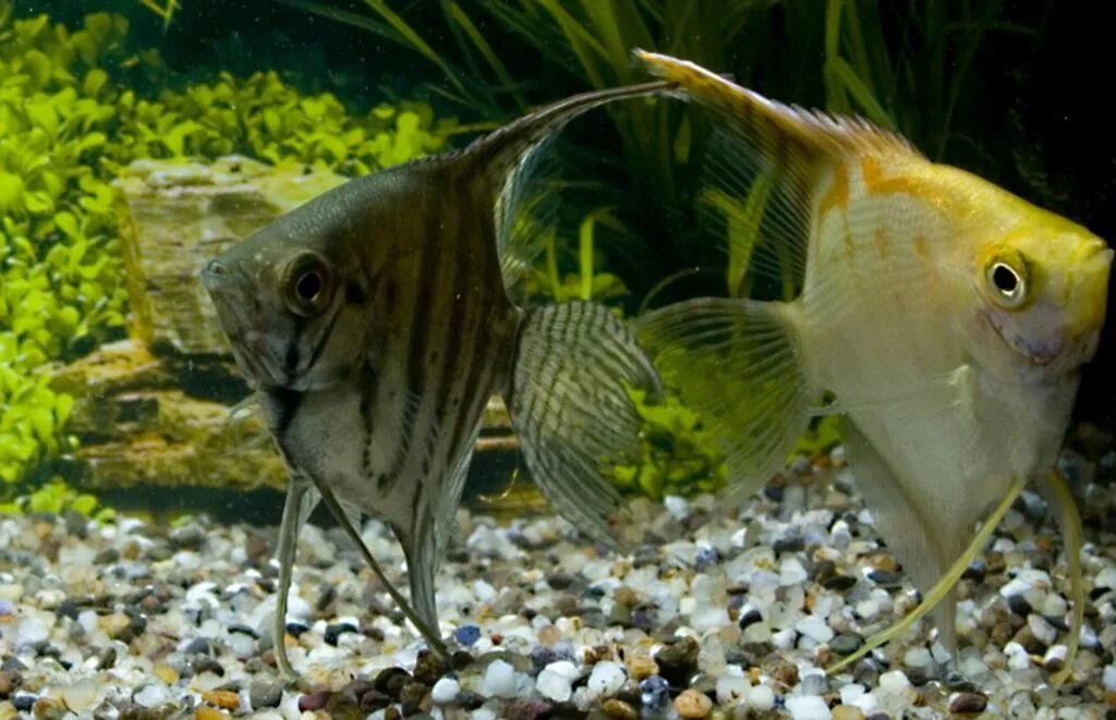 Как отличить рыбок самца от самки. Скалярия аквариумная рыбка. Скалярия тигровая. Рыбки скалярий самец самка. Скалярия самец и самка.