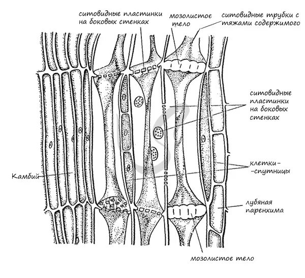 Проводящие ткани ситовидные трубки флоэма. Ксилема ситовидные трубки. Ксилема и флоэма это ткани. Клетки проводящей ткани ксилемы. Флоэма ксилема паренхима.