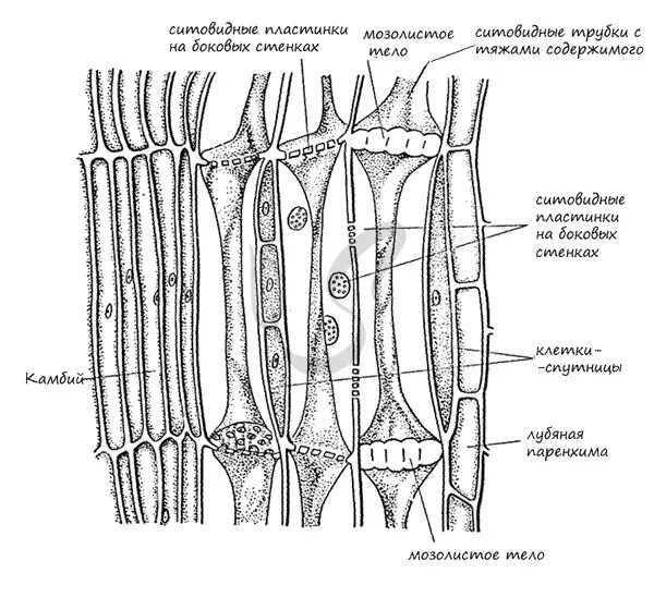 Ткани растений Ксилема флоэма. Проводящие ткани ситовидные трубки флоэма. Ситовидные трубки Ксилема растений. Ситовидные трубки флоэмы. Волокна флоэмы