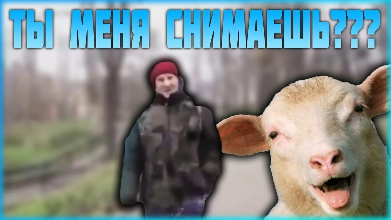 А я думала сова мем. А я думала сова. шутка а я думал сова. а я думал сова прикол.
