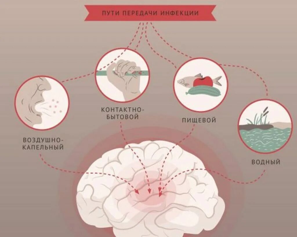 Инфекционные поражения мозга. Путь передачи бактерий менингита. Менингит источник инфекции пути передачи. Пути передачи менингококковой. Менингококковая инфекция пути передачи.