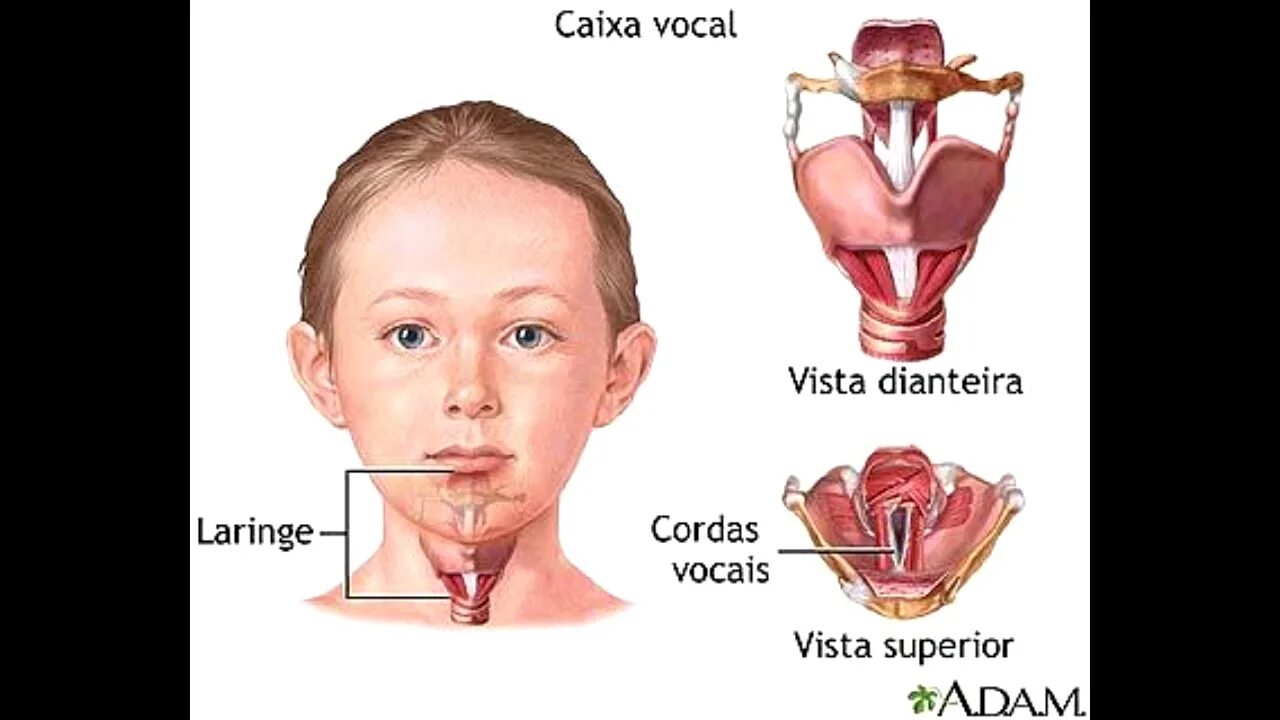 Хриплые голосовые связки. Голосовая связка гортани.