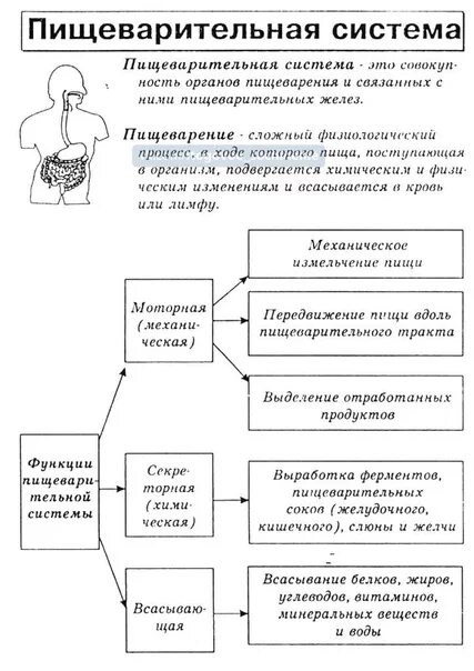Таблица строение пищеварительной системы 8 класс ПИЩЕВАРИТЕЛЬНАЯ СИСТЕМА
