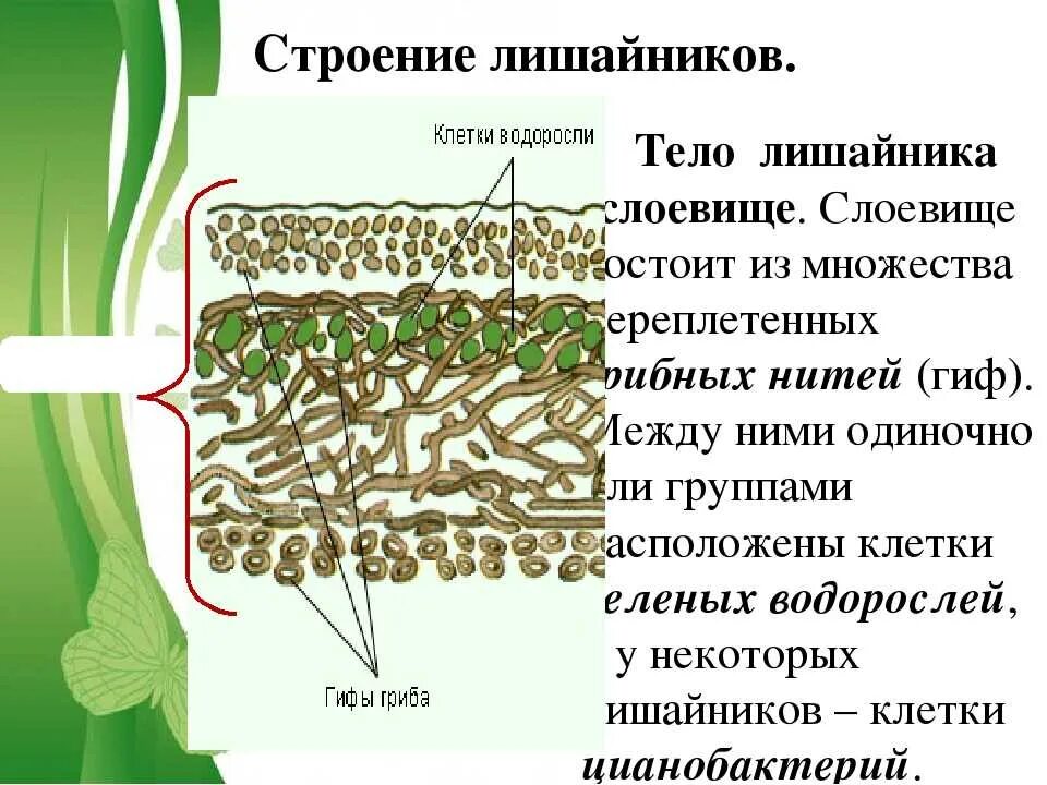 Составляющие лишайника