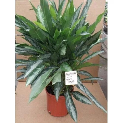 аглаонема лимон вайт ленс. аглаонема блэк. аглаонема блэк. аглаонема блэк. аглаонема блэк лэнс.