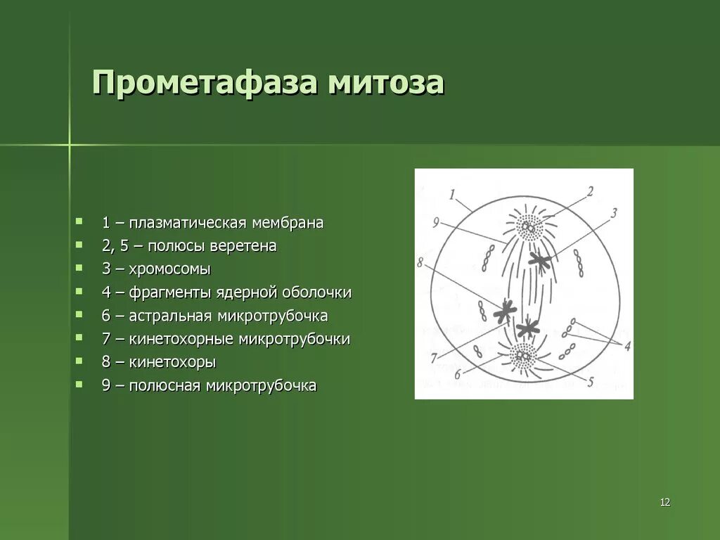 Прометафаза. Прометафаза процессы. Прометафаза с ядрышком. Прометафаза метафаза.