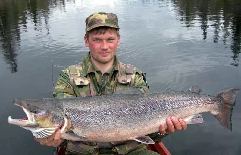 сибирский таймень. кто обитает в северной двине. сибирский хариус. двина какая рыба водится. рыба северной двины.