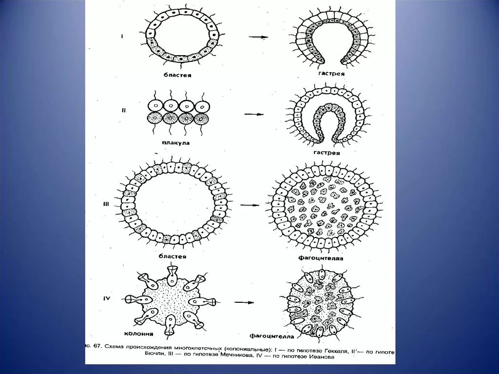 Появление многоклеточности привело. Теория гастреи Геккеля. Гипотеза гастреи Геккеля. Колониальные гипотезы происхождения многоклеточных. Теория многоклеточности.