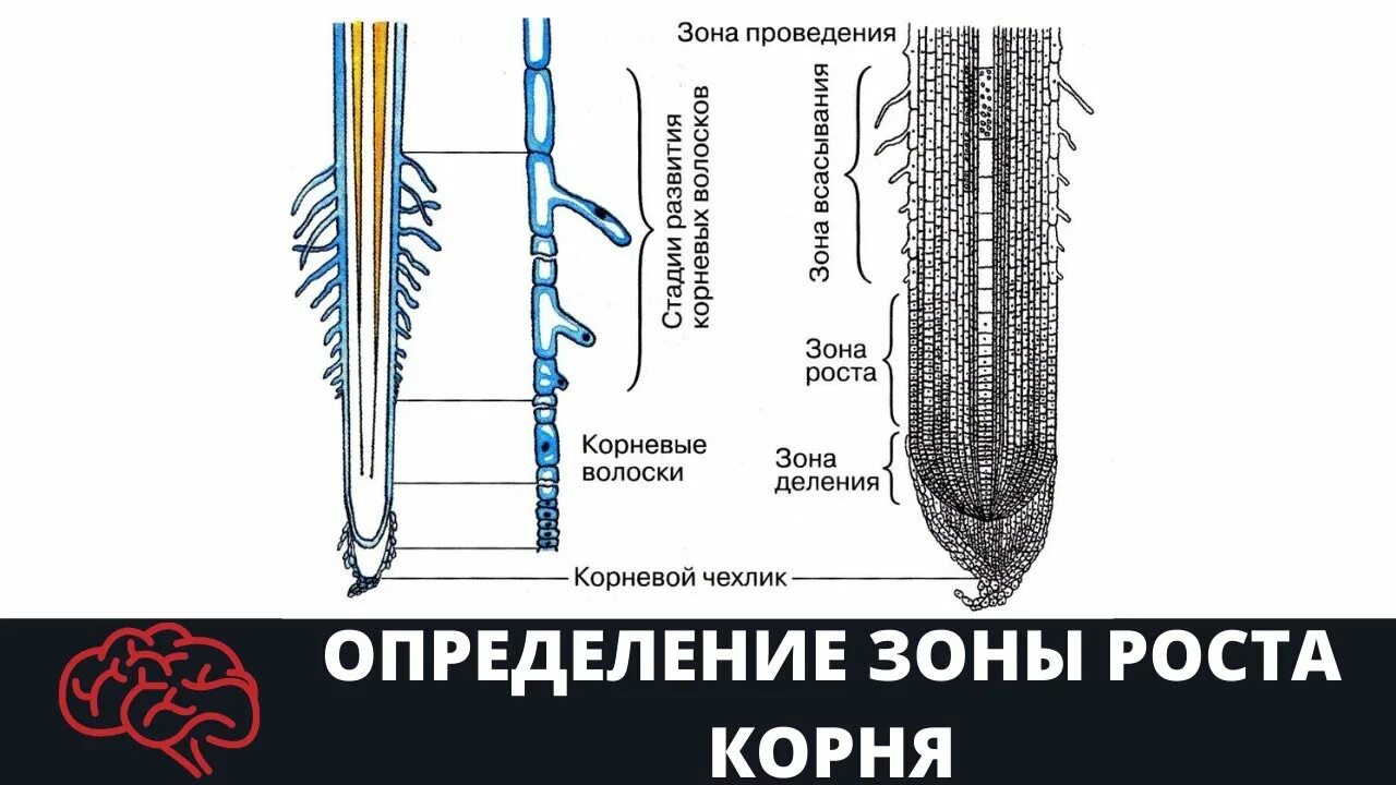 Строение зоны корня рисунок. Строение корня. Внешнее строение корня. Зона роста корня. Зоны корня рисунок.