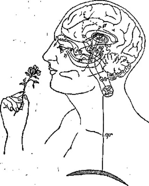Обонятельная память. Чувствительность восприятия. Ощущение и восприятие картинки. Чувствительность рисунок. Адаптация к запахам физиология.