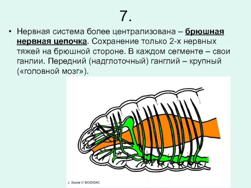 Нервная система кольчатых червей. Нервная система брюшная нервная цепочка. Брюшная нервная цепочка у кольчатых червей. Брюшная нервная цепочка у червей.